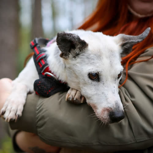 Psy ze schroniska do adopcji Dotka