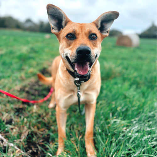 Psy ze schroniska do adopcji Dina