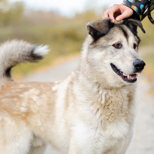 Psy ze schroniska do adopcji Chase