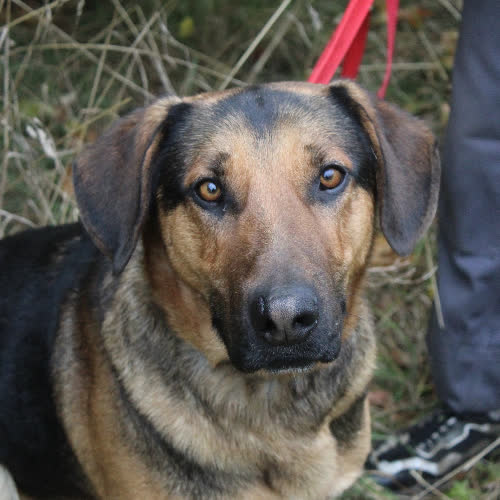 Psy ze schroniska do adopcji ALF