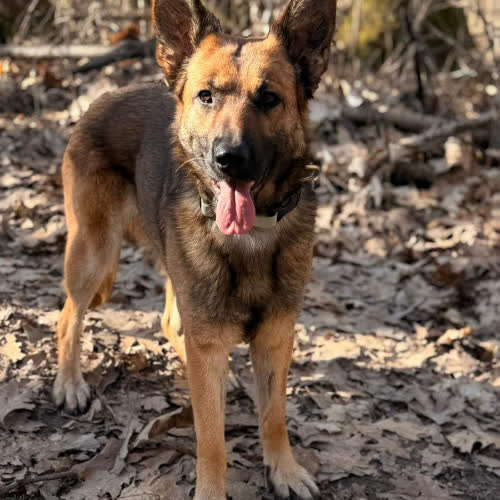 Psy ze schroniska do adopcji Śliwka 