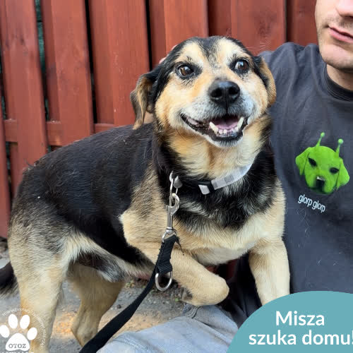 Psy ze schroniska do adopcji Misza