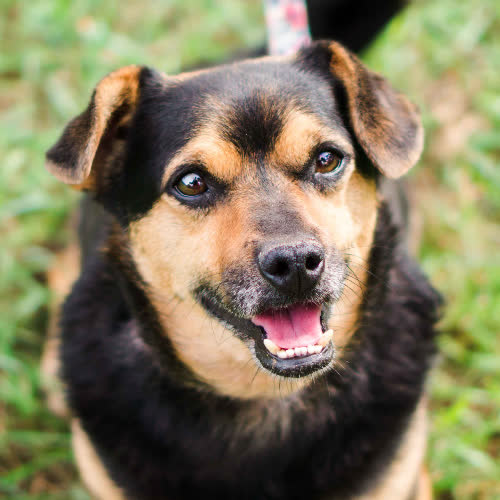 Psy ze schroniska do adopcji Szkrabek