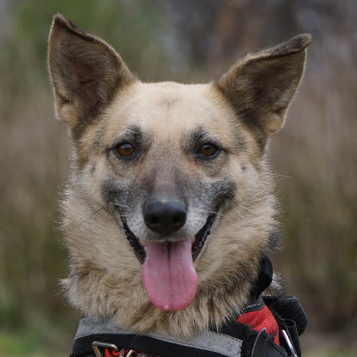 Psy ze schroniska do adopcji Foxi