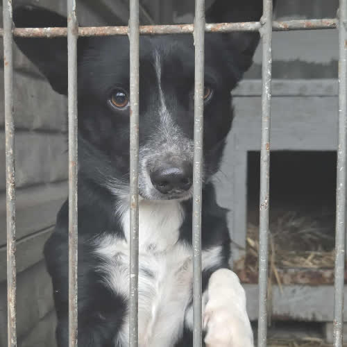 Psy ze schroniska do adopcji Kabanos