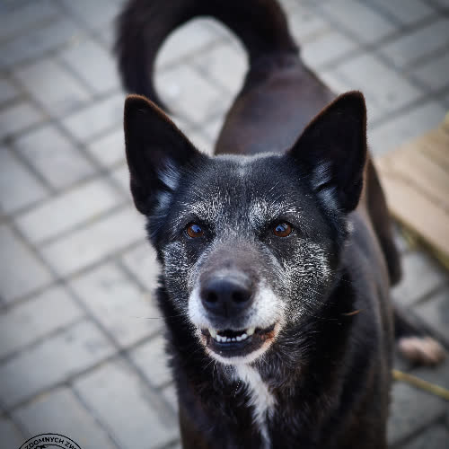 Psy ze schroniska do adopcji Szronia