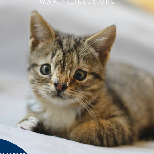 Koty ze schroniska do adopcji Cherry