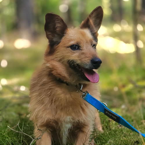 Psy ze schroniska do adopcji Bianka