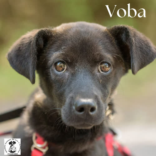 Voba