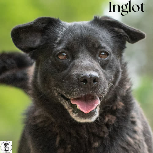 Psy ze schroniska do adopcji Perełka INGLOT