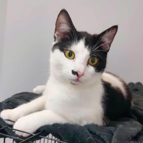 Koty ze schroniska do adopcji Remi