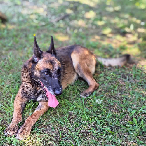 Psy ze schroniska do adopcji Kongo