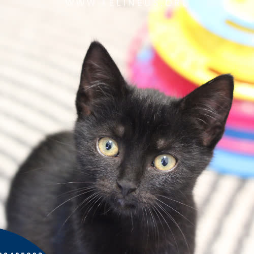 Koty ze schroniska do adopcji Draken