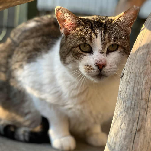 Koty ze schroniska do adopcji Miron