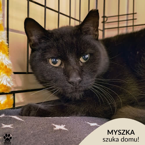 Koty ze schroniska do adopcji Myszka