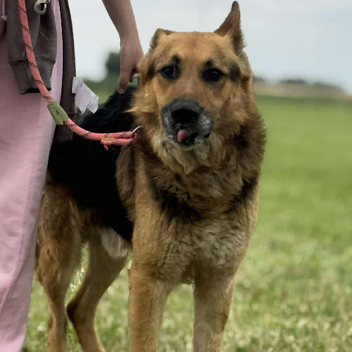 Psy ze schroniska do adopcji Pedro