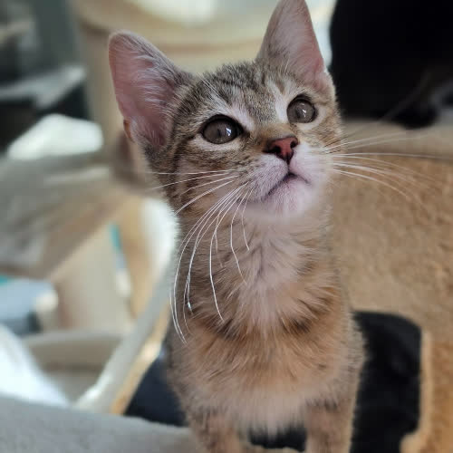 Koty ze schroniska do adopcji Szponciara