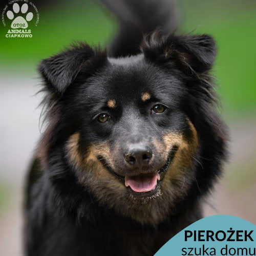 Pierożek