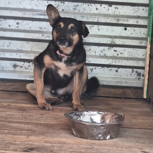 Psy ze schroniska do adopcji Rambo