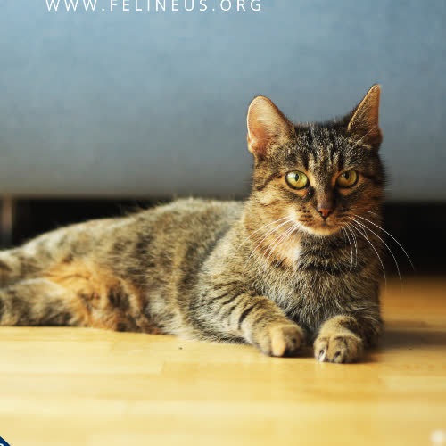 Koty ze schroniska do adopcji Rzepka