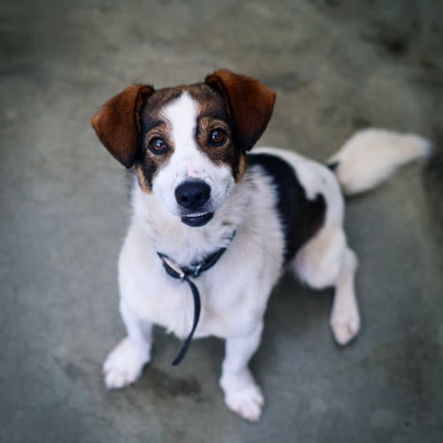 Psy ze schroniska do adopcji Gizmo