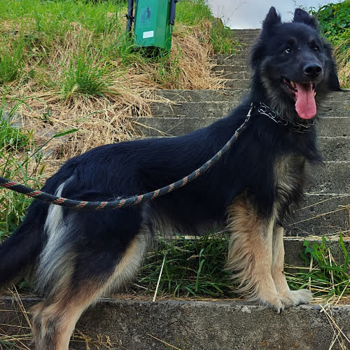 Psy ze schroniska do adopcji Masza