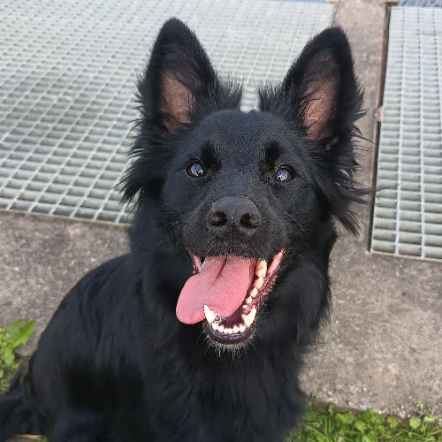 Psy ze schroniska do adopcji Kodi