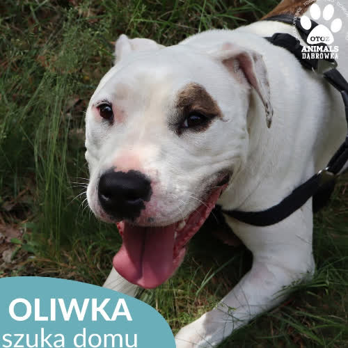 Psy ze schroniska do adopcji Oliwka
