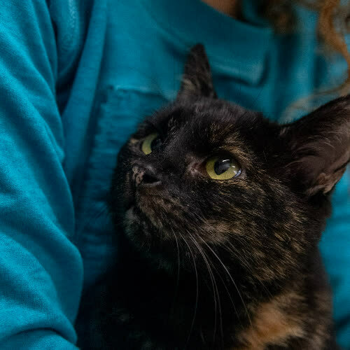 Koty ze schroniska do adopcji Borówka