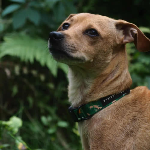 Psy ze schroniska do adopcji Misia