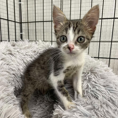 Koty ze schroniska do adopcji Harley