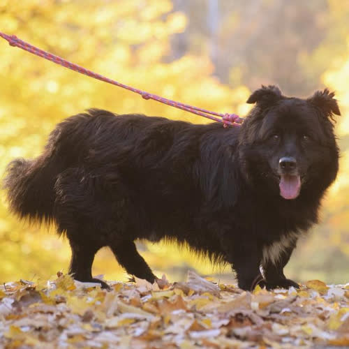 Psy ze schroniska do adopcji Dżeki