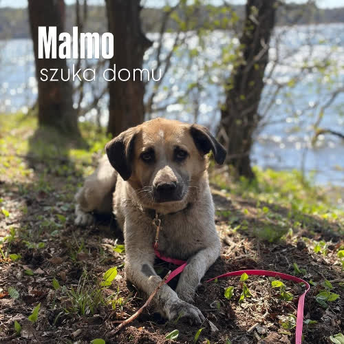Malmo