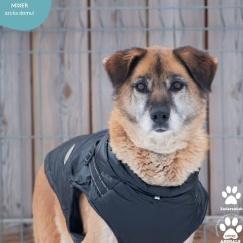 Psy ze schroniska do adopcji MIXER