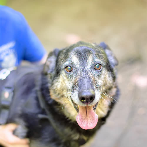 Psy ze schroniska do adopcji Kamyk