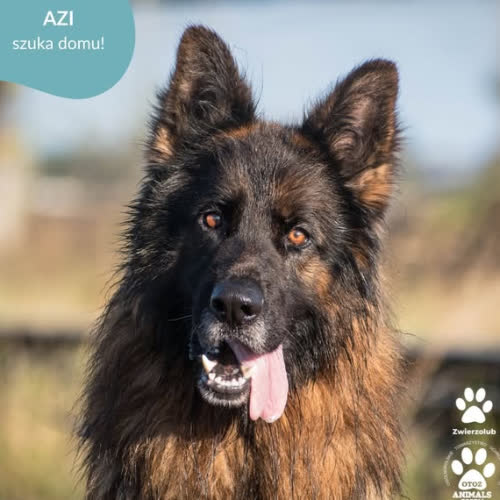 Psy ze schroniska do adopcji AZI