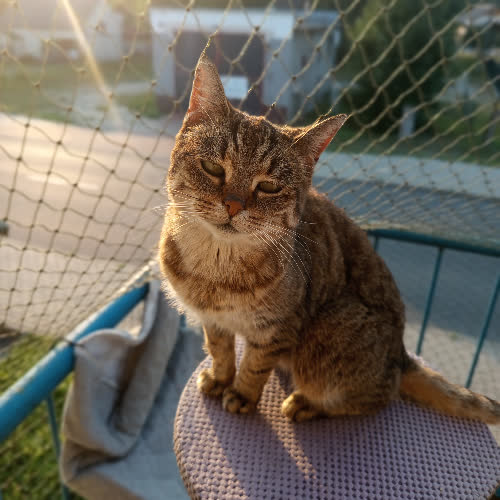 Koty ze schroniska do adopcji Marcysia