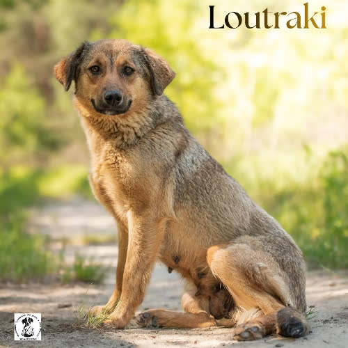 Grzeczna LOUTRAKI