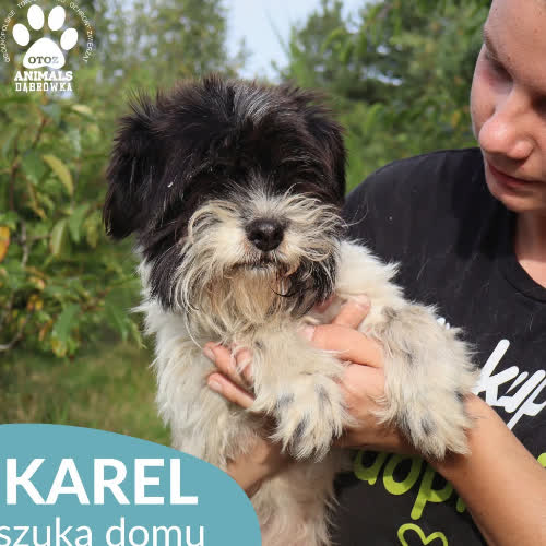 Psy ze schroniska do adopcji Karel