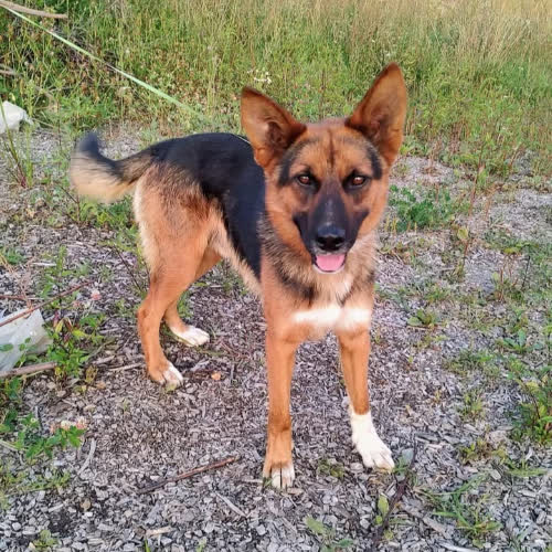 Owczarek mix Wartburg 