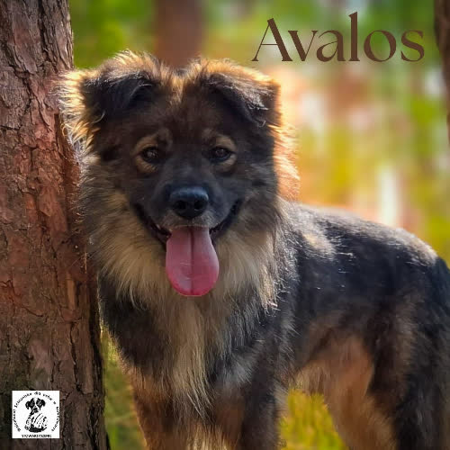 Psy ze schroniska do adopcji Avalos