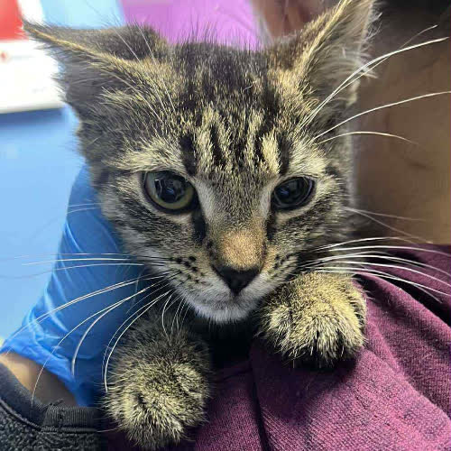 Koty ze schroniska do adopcji Bonifacy