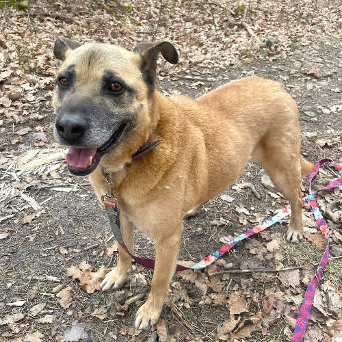 Psy ze schroniska do adopcji Doki