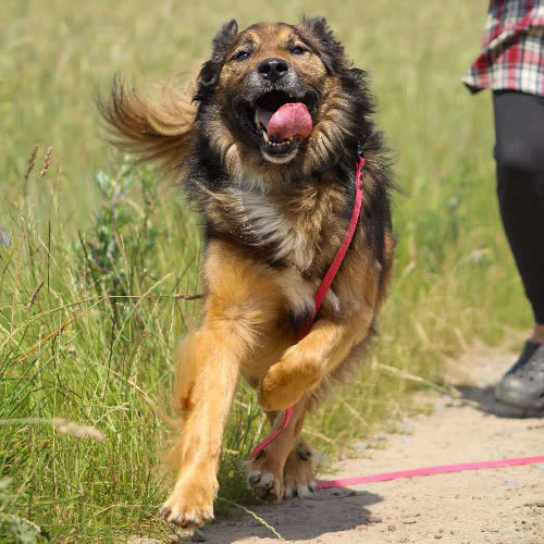 Psy ze schroniska do adopcji Ślepek