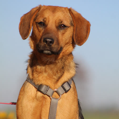 Psy ze schroniska do adopcji Trafik