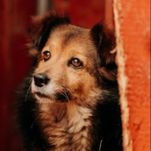 Psy ze schroniska do adopcji  Borys