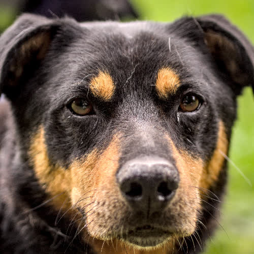 Psy ze schroniska do adopcji Snapi