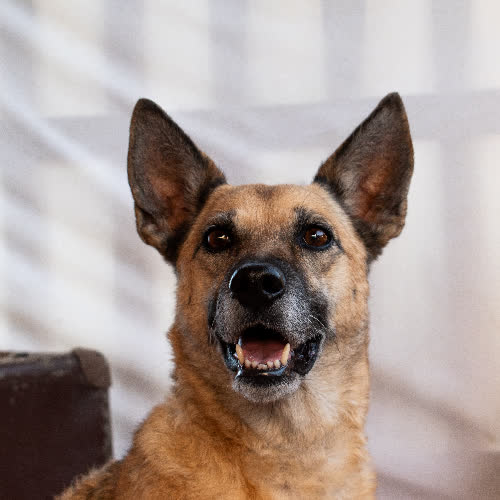 Psy ze schroniska do adopcji MANIA