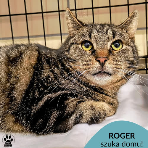 Koty ze schroniska do adopcji Roger