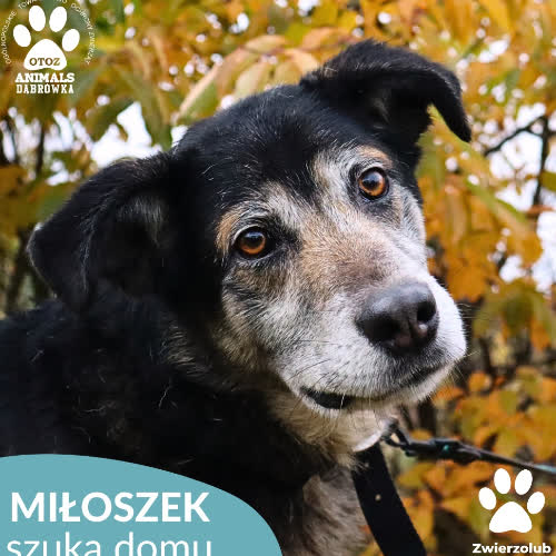 Psy ze schroniska do adopcji Miłoszek